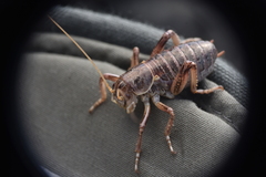 Cyphoderris monstrosa