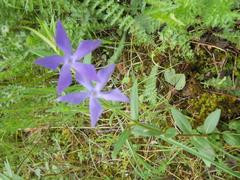 Vinca herbacea