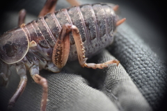 Cyphoderris monstrosa