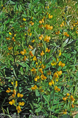 Baptisia tinctoria