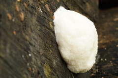 Reticularia