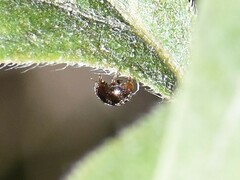 Rhyzobius lophanthae