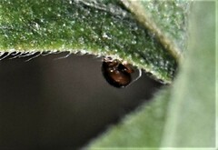 Rhyzobius lophanthae