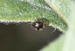 Rhyzobius lophanthae