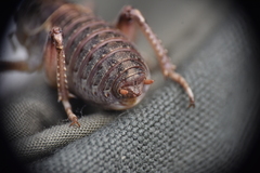 Cyphoderris monstrosa