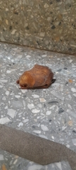 Lasiurus blossevillii