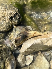 Sinistrofulgur pulleyi