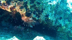 Pterois miles