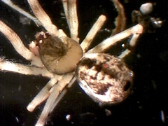 Cryptachaea blattea