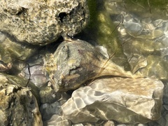 Sinistrofulgur pulleyi