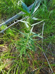 Lithospermum ruderale