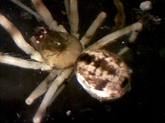 Cryptachaea blattea