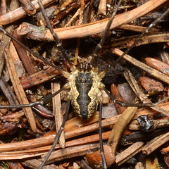 Mitopus