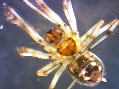 Cryptachaea blattea