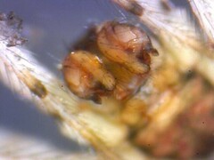 Cryptachaea blattea