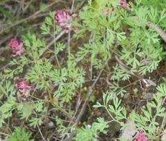 Fumaria muralis boraei