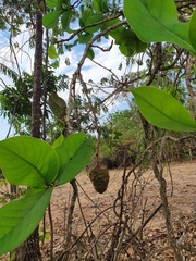 Annonaceae