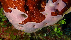 Halisarca