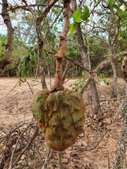 Annonaceae