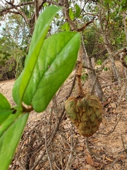 Annonaceae