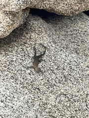 Sceloporus orcutti