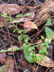 Vaccinium myrsinites