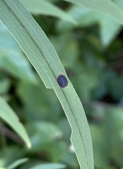 Asteromyia euthamiae
