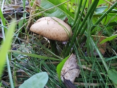 Agaricus sylvaticus