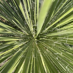 Yucca constricta