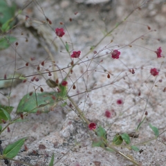 Boerhavia gracillima