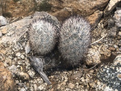 Escobaria alversonii