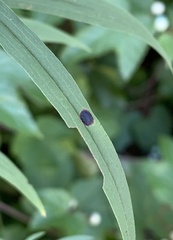 Asteromyia euthamiae
