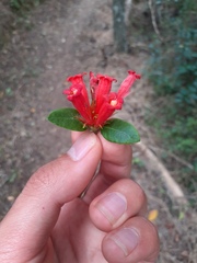 Burchellia bubalina