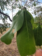 Annonaceae