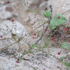 Boerhavia gracillima