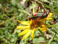 Barbitistes serricauda