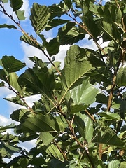 Alnus glutinosa