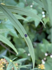 Asteromyia euthamiae