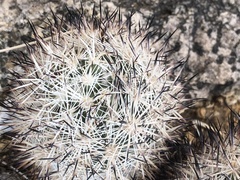 Escobaria alversonii