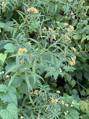 Asteromyia euthamiae