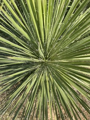 Yucca constricta