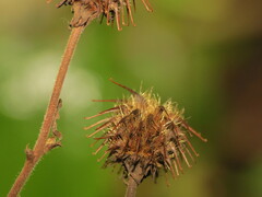 Geum
