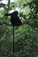 Semnopithecus johnii