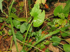 Viola