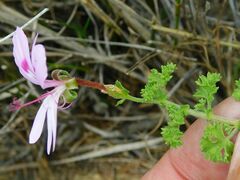 Pelargonium crispum