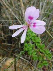 Pelargonium crispum