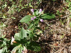 Ruellia drummondiana