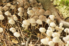 Coprinellus
