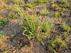 Pseudopegolettia tenella