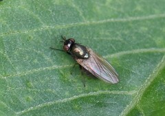 Calliopum
